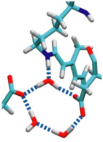 Hydrogen bond network in bR