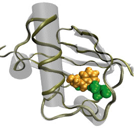 Ubiquitin