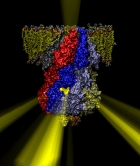 Japanese lantern protein MscS