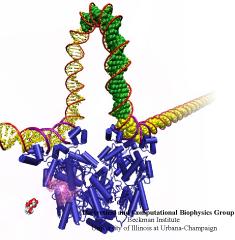 The <i>lac</i> repressor and its DNA loop
