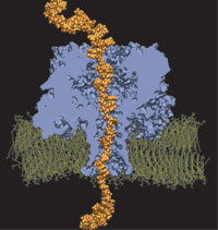 Single DNA strand permeates the pore of alpha-hemolysin