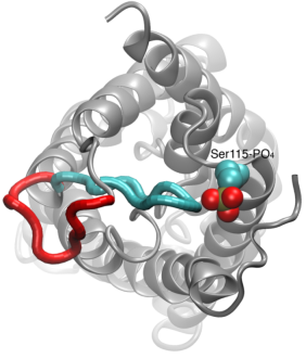 Gating of Aquaporins