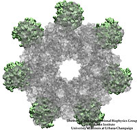 anthrax-toxin-receptor complex