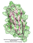 mechanical proteins