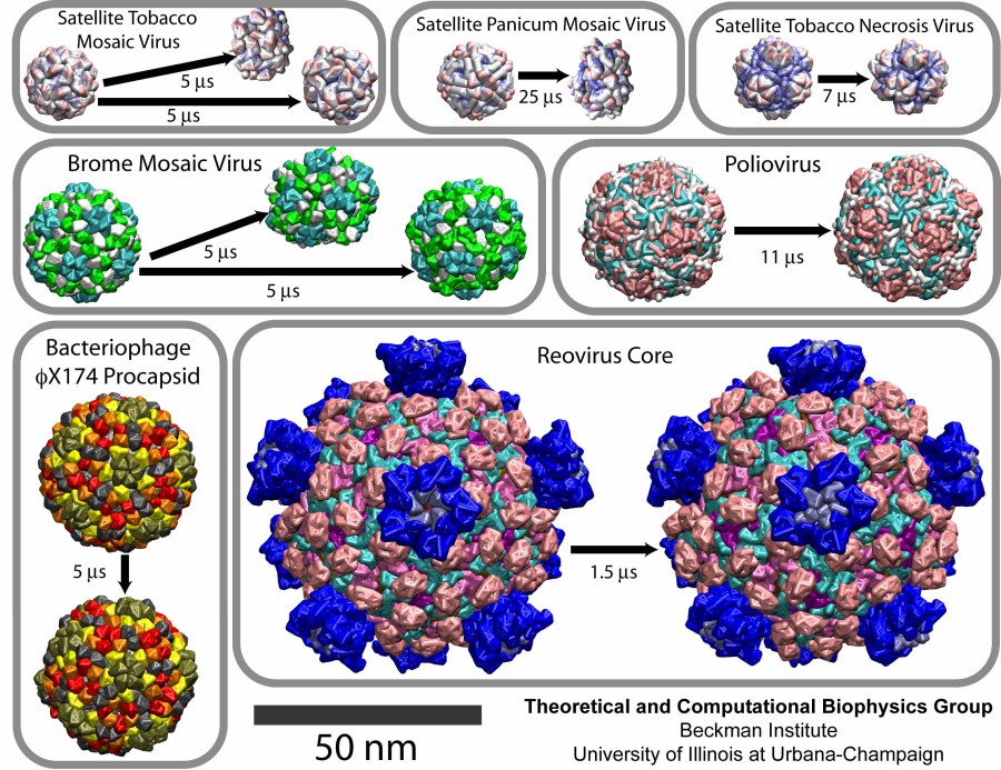 common cold virus. from the common cold to