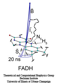 Spin chemistry in cryptochrome