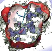 O2 pathways in trematode hemoglobin