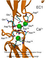 Cadherin Calcium Binding Domain