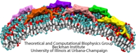 Membrane Sculpting by BAR Domains