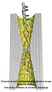 Bumpy DNA