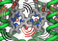 Two pigment molecules (BChls) vibrating