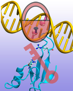 MBD protein binds to mDNA