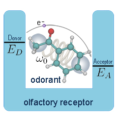 Principle of vibrationally assisted olfaction