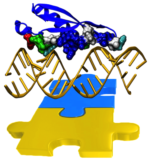 dsRNA : dsRBD complex