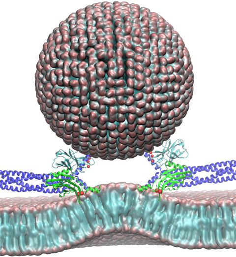 Computer Simulation Corrects Experiment