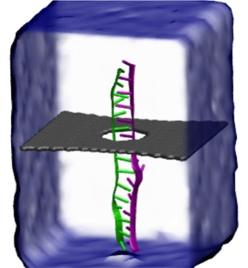 DNA graphene