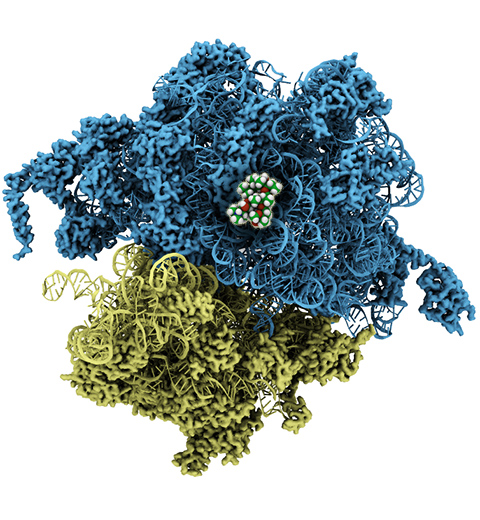 antibiotic drugs targeting the ribosome