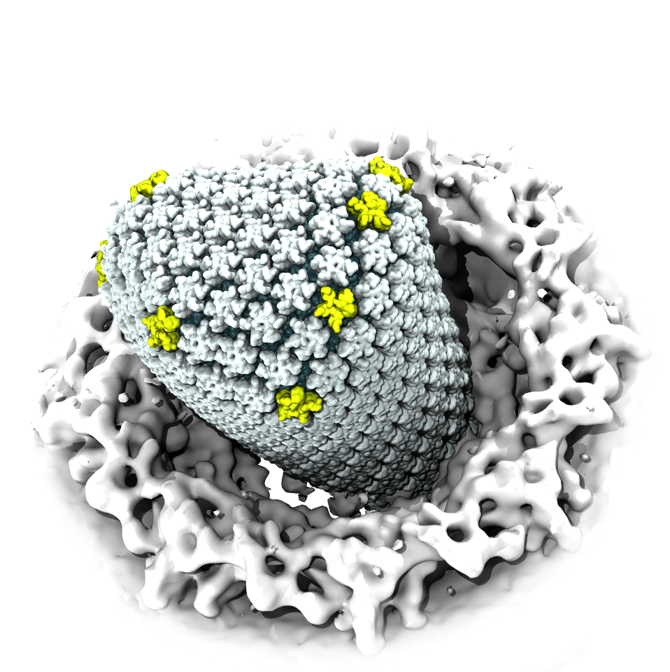 HIV-1 Capsid