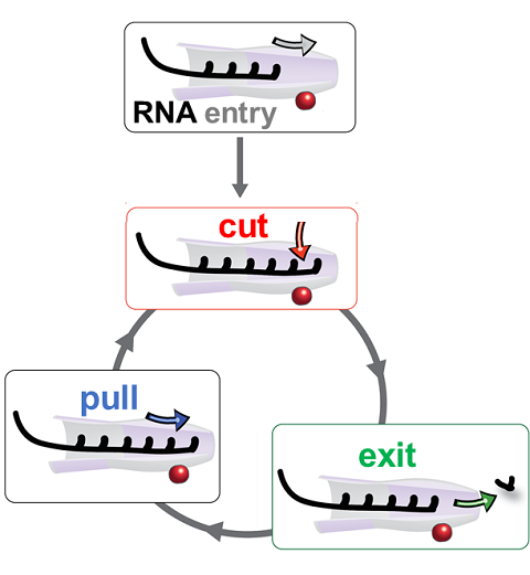 RNA Exosome Degradation Cycle