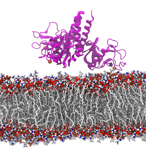 SPA graphical abstract