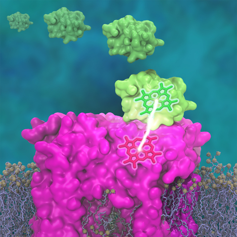 bc1 complex embedded in membrane