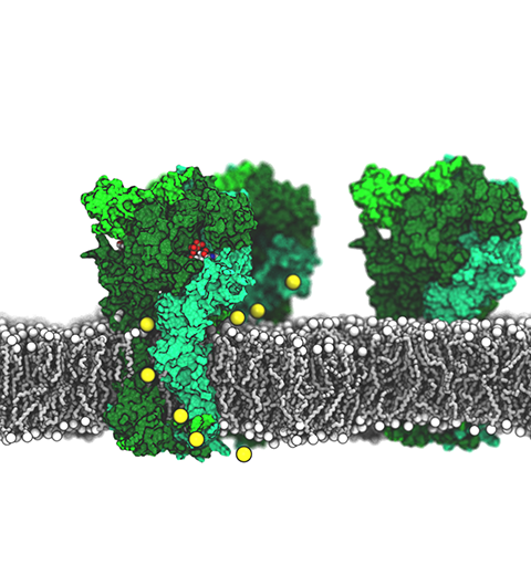 Ion permeation in P2X receptor