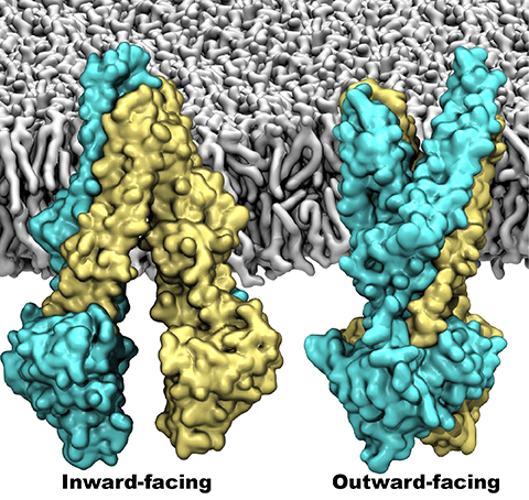 Outward-faceing model of P-glycoprotein