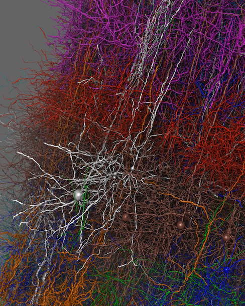 neuron spiking in mouse primary visual cortex