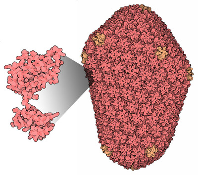 Mature HIV-1 capsid structure courtesy of David Goodsell