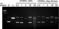 Figure 7 Graphic