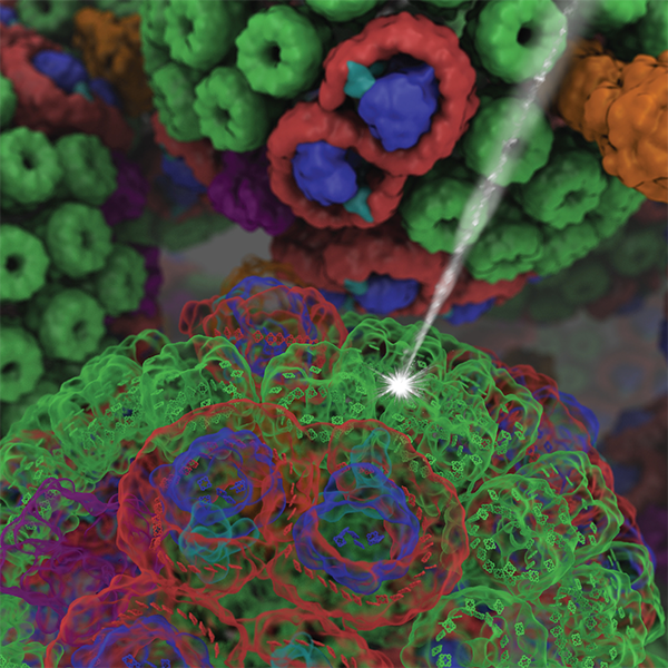 chromotophore vesicles of low light adapted Rba. sphaeroides