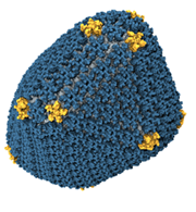 Capsid