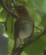 Thrush