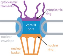 Nuclear Pore Complex