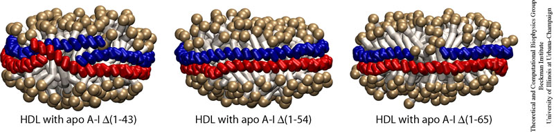 Apo A-I  Lipid Binding Domain