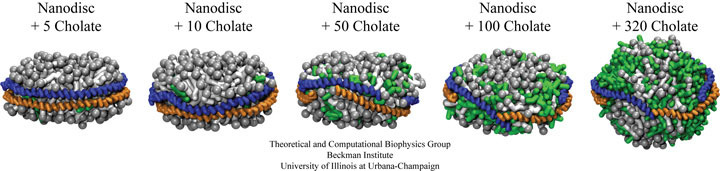 Nanodisc disassembly with cholate