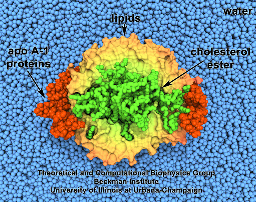 Maturation of HDL