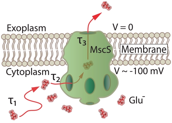 A schematic illustration of MscS and the
passage of cellular material from the cytoplasm to the extracellular space upon 
opening opening of the channel due to an osmotic pressure difference.