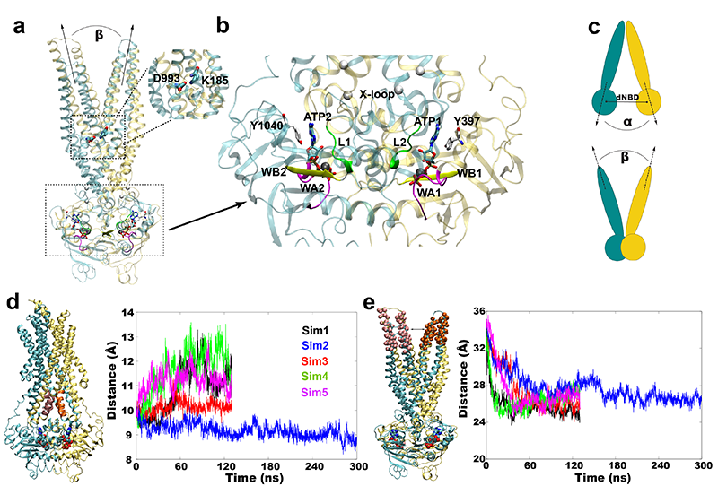 Combining Machine Learning and Molecular Dynamics to Predict P-Glycoprotein  Substrates