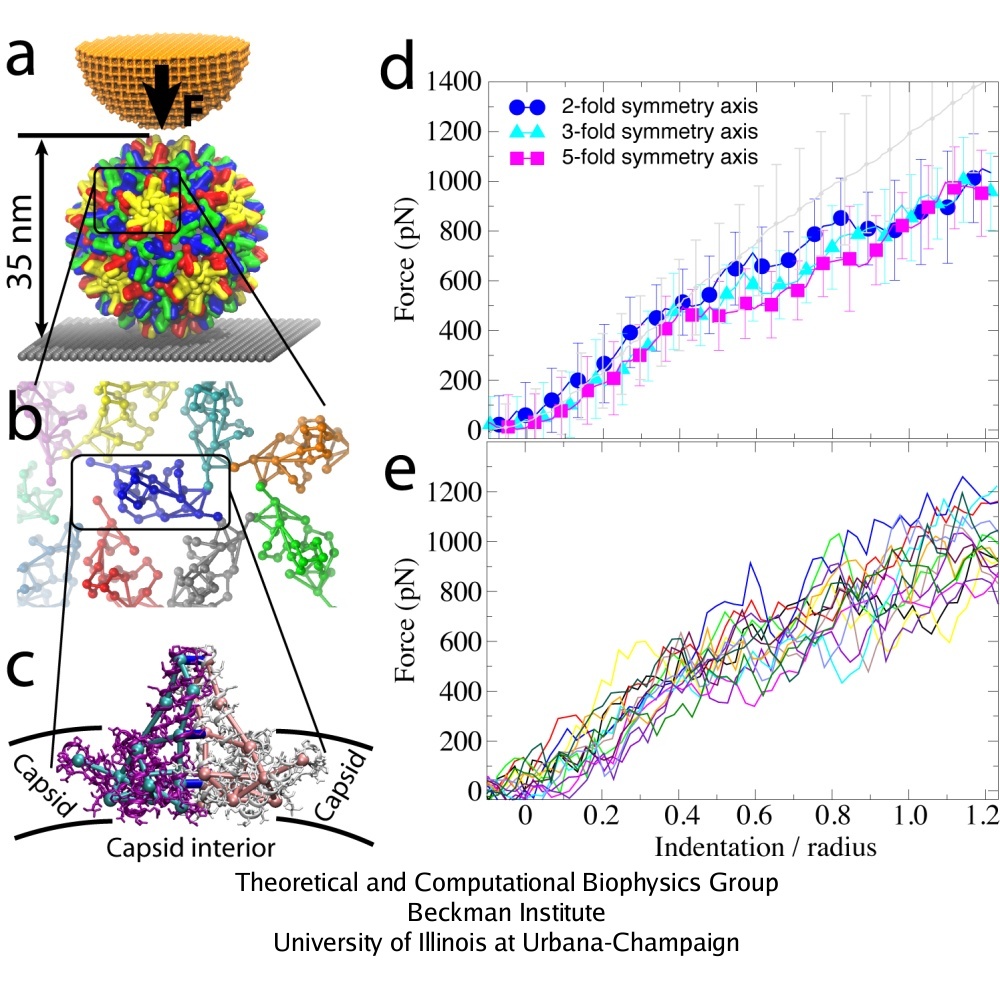 AFM nanoindentation of HBV