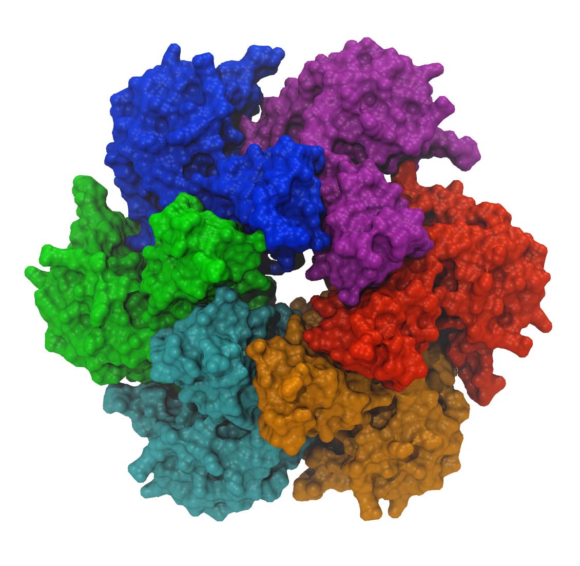 Monomer subunits in <br> a hexamer helicase