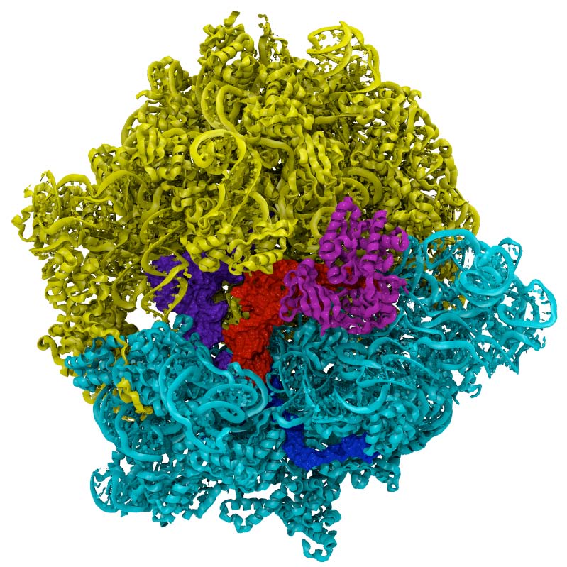 Ribosome