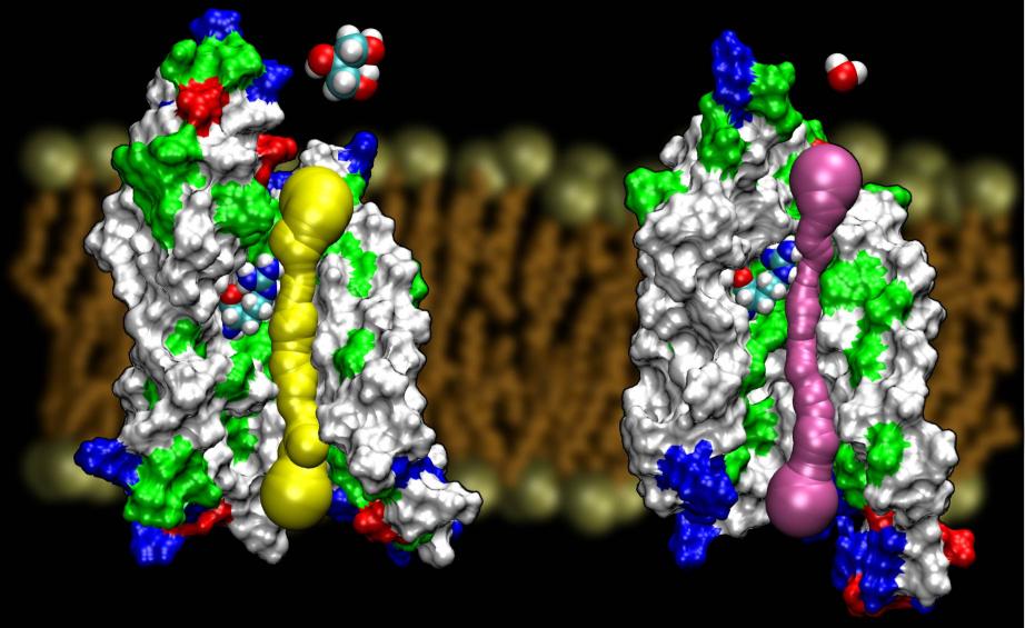 AqpZ and GlpF