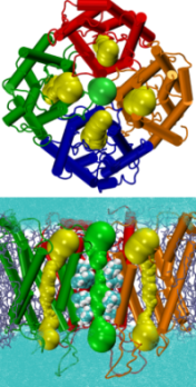 Gating and Ion Conductivity of the
  Tetrameric Pore