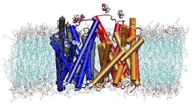 Structure, Dynamics, and Function of Aquaporins