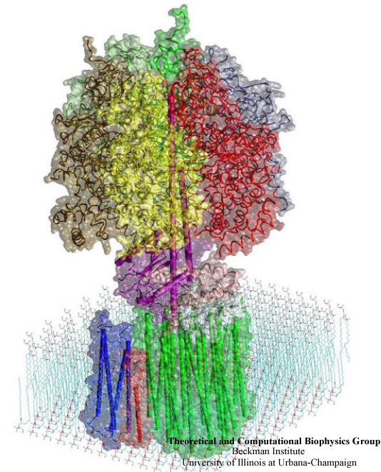 ATP synthase structure