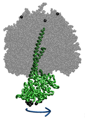 ATP Synthase