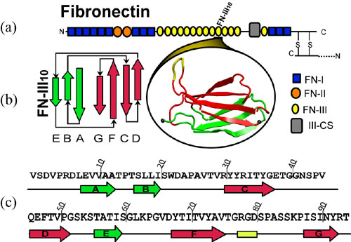 Stretching Fibronectin Modules