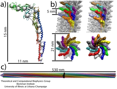 Coarse-Grained Flagellar Filament.