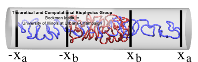 Simulating flagellin confined to cylinder